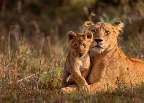 Kruger National Park - Safari Paradise