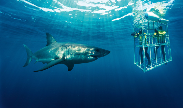 For the daring at heart, Gansbaai offers the opportunity to come face to face with the ocean's most majestic predators. Join a shark cage diving expedition for an adrenaline-pumping encounter with Great White Sharks, creating memories that will last a lifetime.