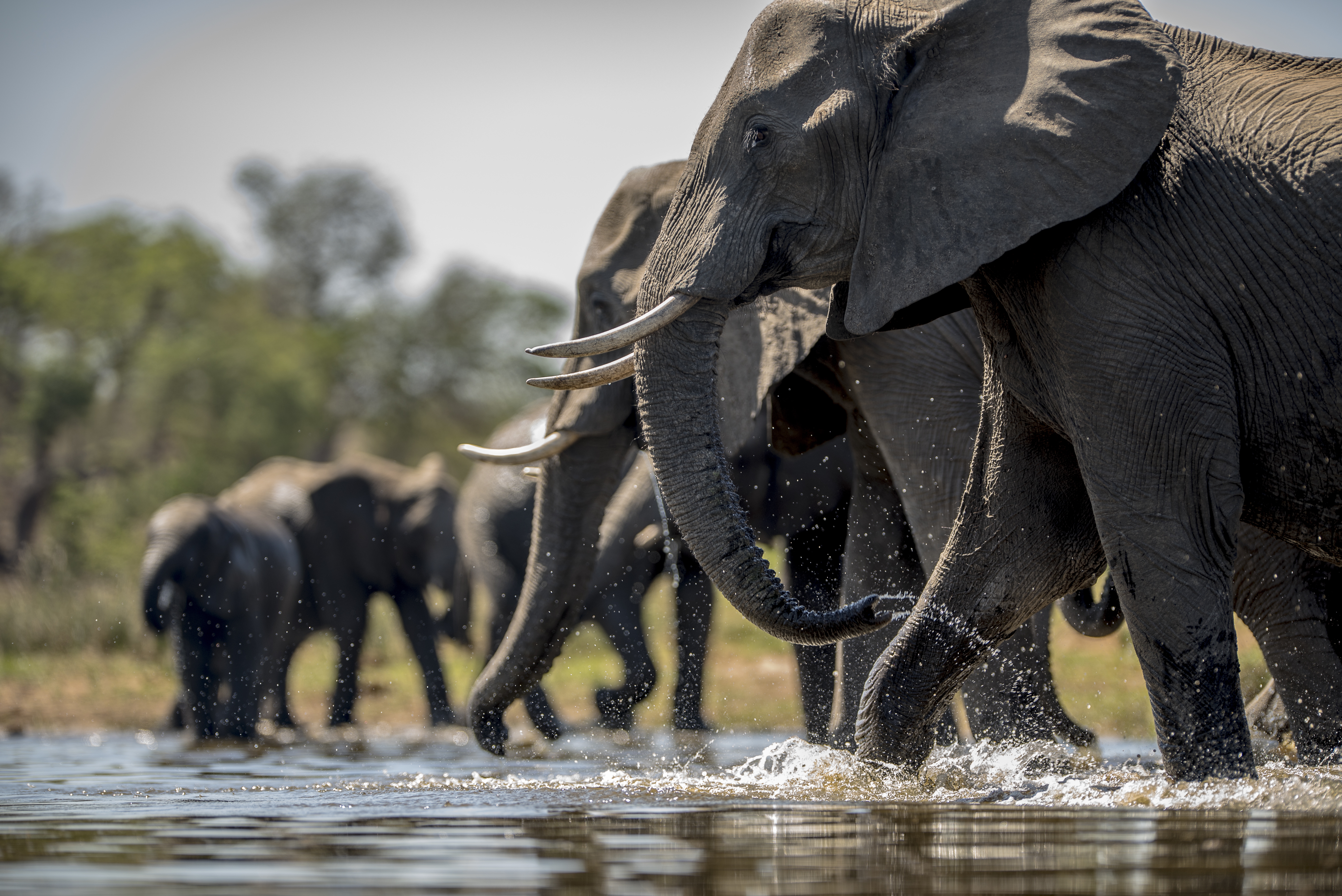 Serengeti National Park, Tanzania